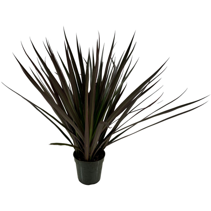 Dracaena Marginata Magenta 4" Grower Pot