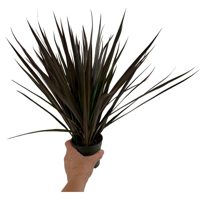 Dracaena Marginata Magenta 4" Grower Pot