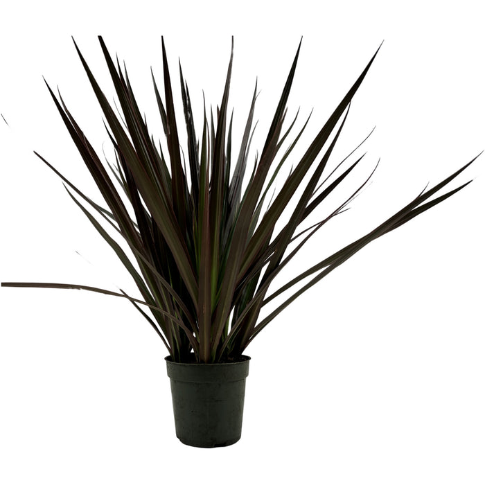 Dracaena Marginata Magenta 4" Grower Pot