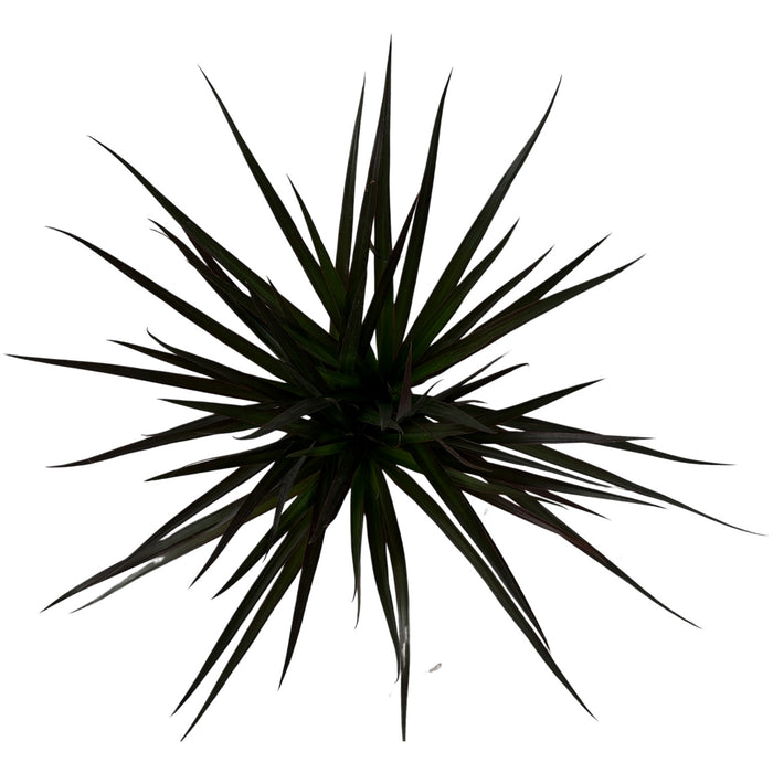 Dracaena Marginata Magenta 4" Grower Pot