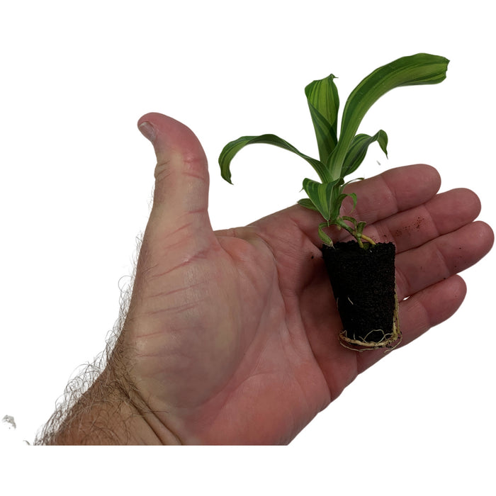 Dracaena Fragrens Marley -Starter Plant/4" Grower Pot
