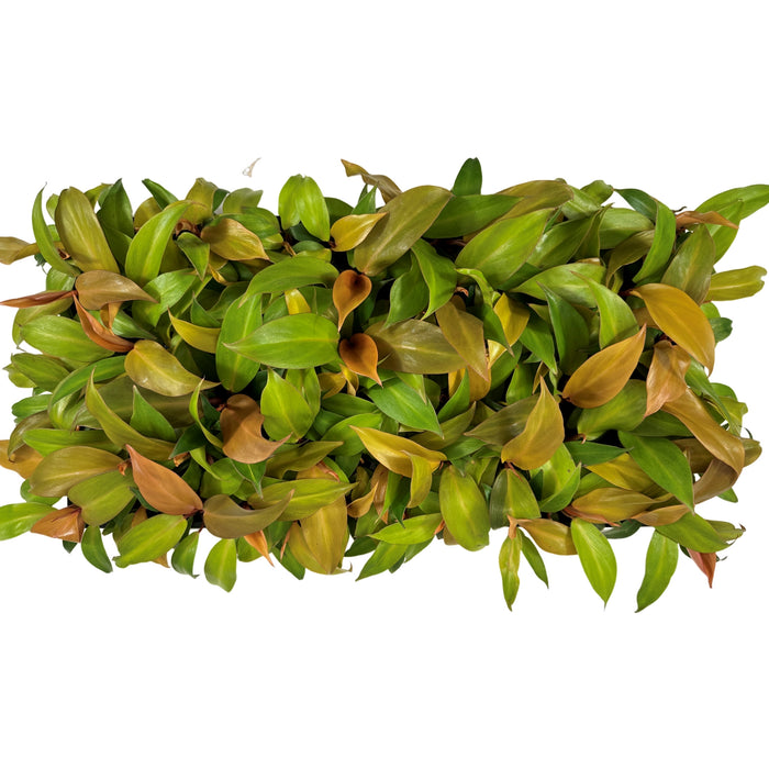 Philodendron McColley's Finale Starter Plant / 4" Grower Pot