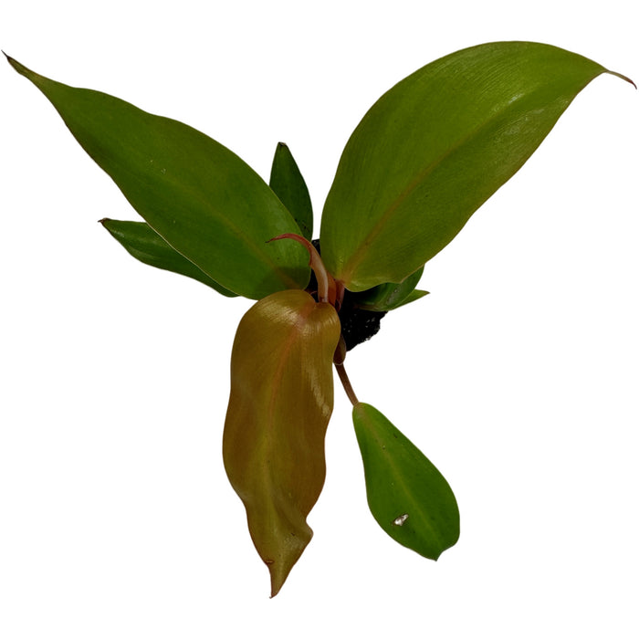 Philodendron McColley's Finale Starter Plant / 4" Grower Pot