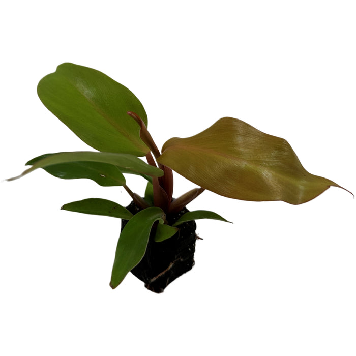 Philodendron McColley's Finale Starter Plant / 4" Grower Pot