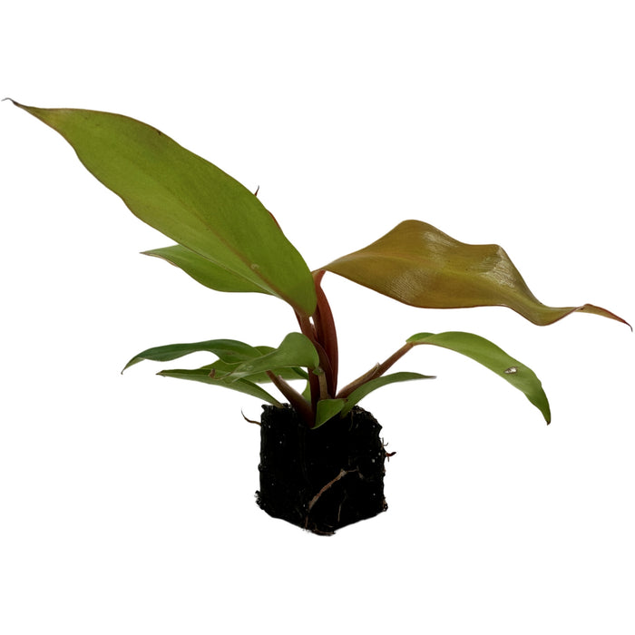 Philodendron McColley's Finale Starter Plant / 4" Grower Pot