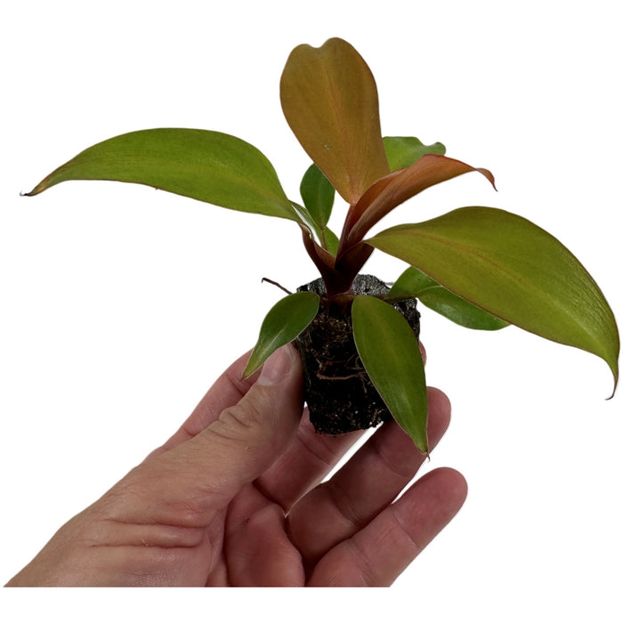 Philodendron McColley's Finale Starter Plant / 4" Grower Pot