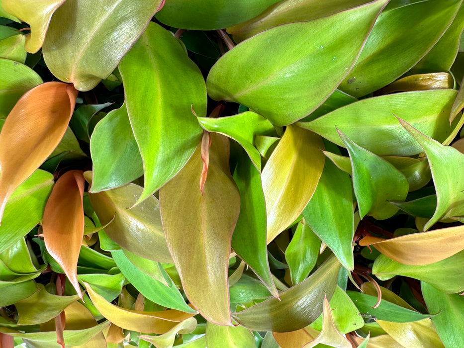 Philodendron McColley's Finale Starter Plant / 4" Grower Pot