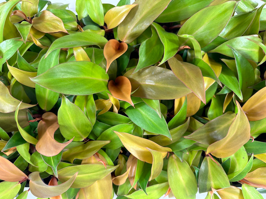 Philodendron McColley's Finale Starter Plant / 4" Grower Pot