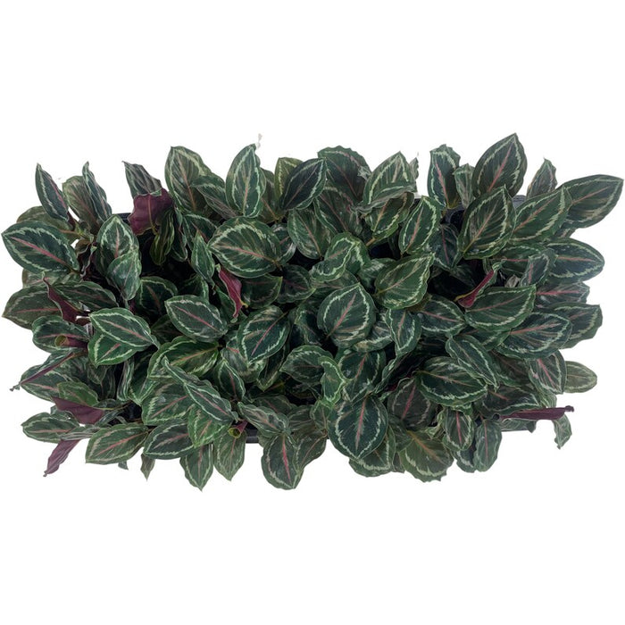 Calathea Medallion-Starter Plant/4" Grower Pot