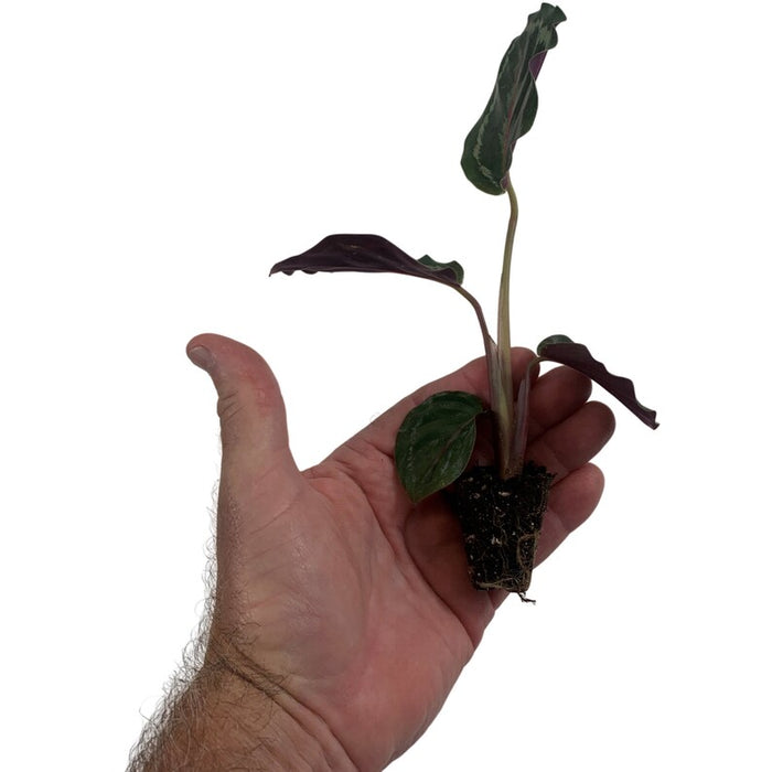 Calathea Medallion-Starter Plant/4" Grower Pot