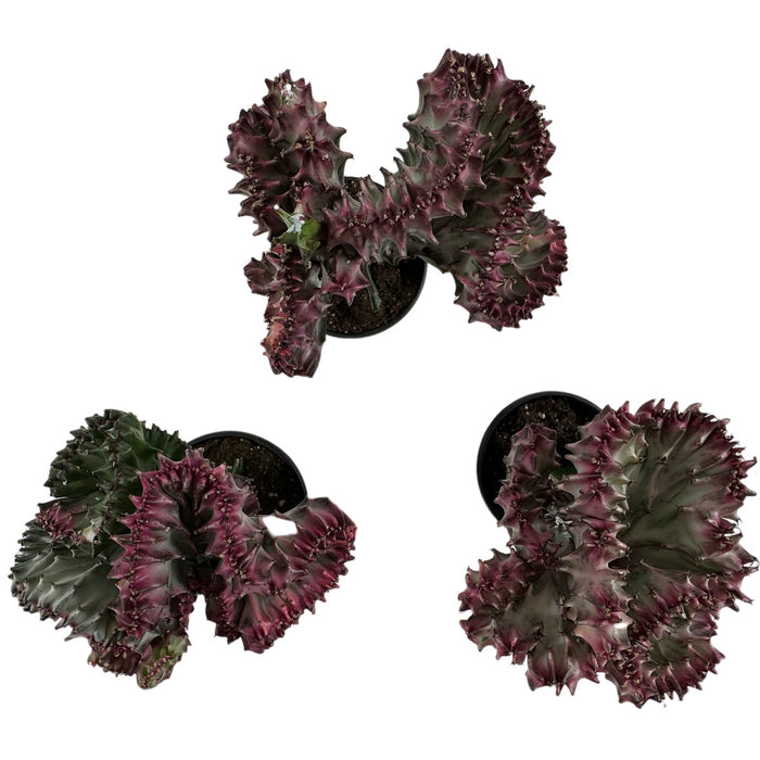 Mermaid Tail Cactus- 4" Grower Pot