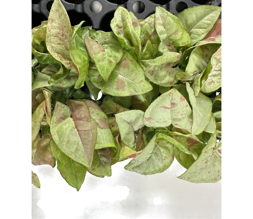 Syngonium Podophyllum"Milk Confetti"-Starter Plant/4" Grower Pot