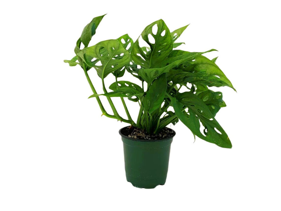 Monstera Adansonii "Swiss Cheese Plant"-Starter Plant/4" Grower Pot