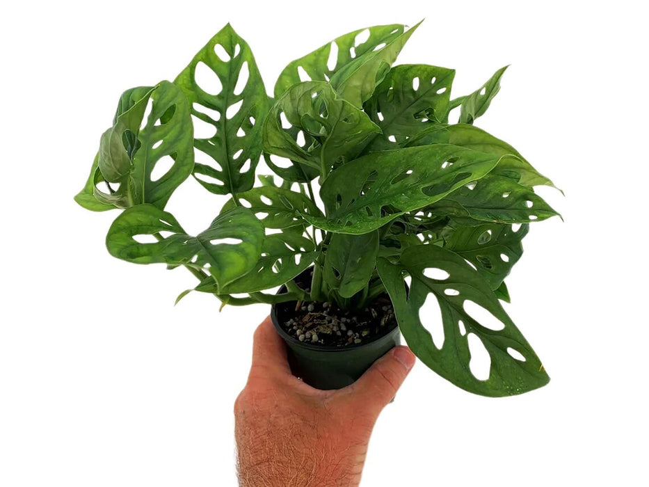 Monstera Adansonii "Swiss Cheese Plant"-Starter Plant/4" Grower Pot