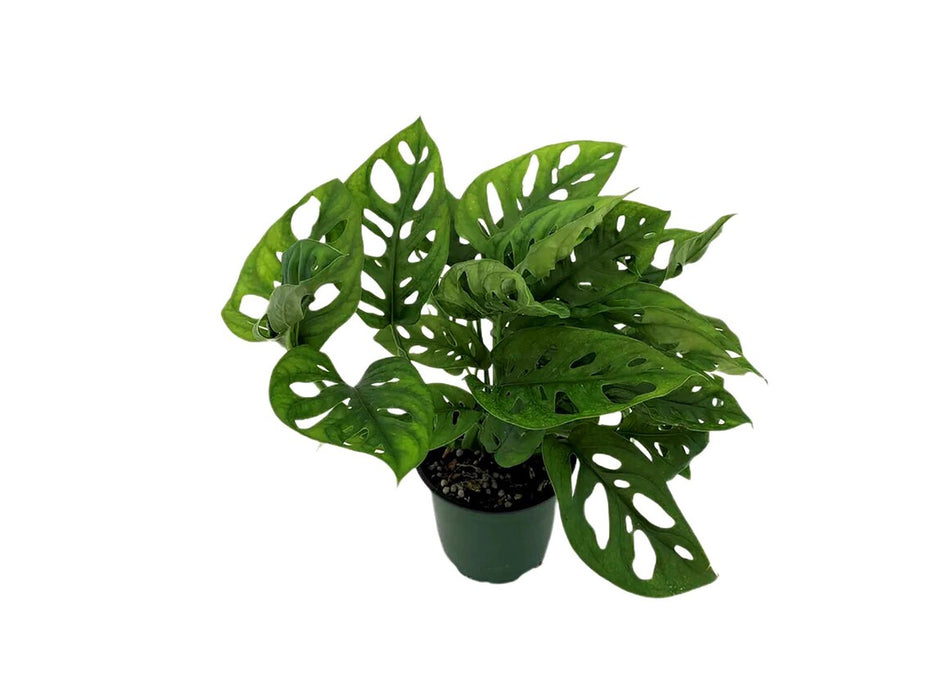 Monstera Adansonii "Swiss Cheese Plant"-Starter Plant/4" Grower Pot