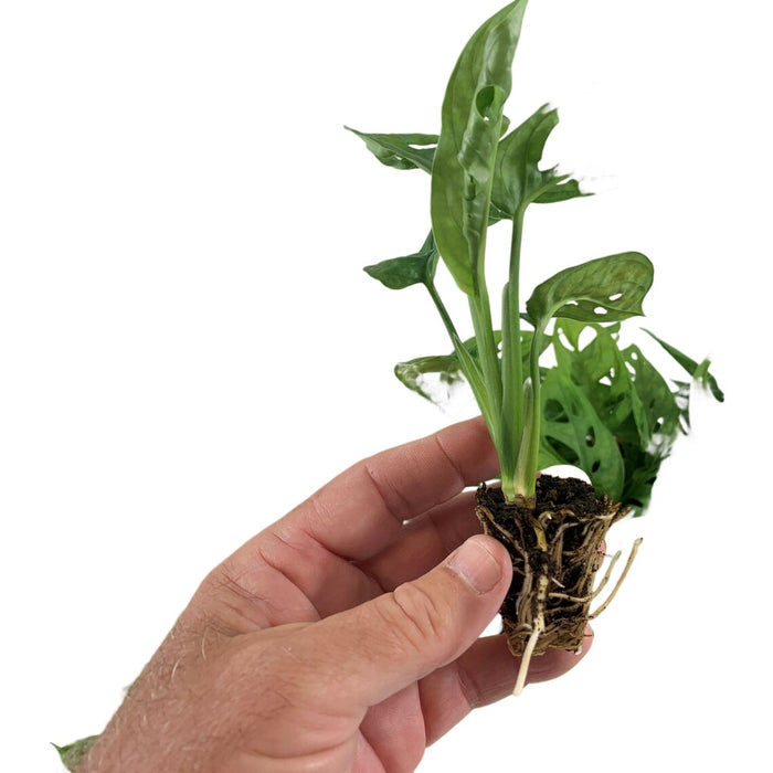 Monstera Adansonii "Swiss Cheese Plant"-Starter Plant/4" Grower Pot