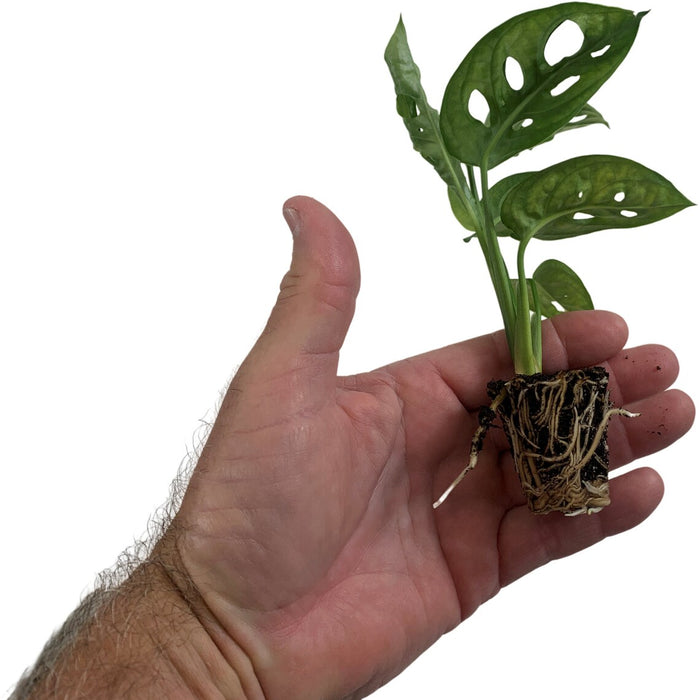 Monstera Adansonii "Swiss Cheese Plant"-Starter Plant/4" Grower Pot