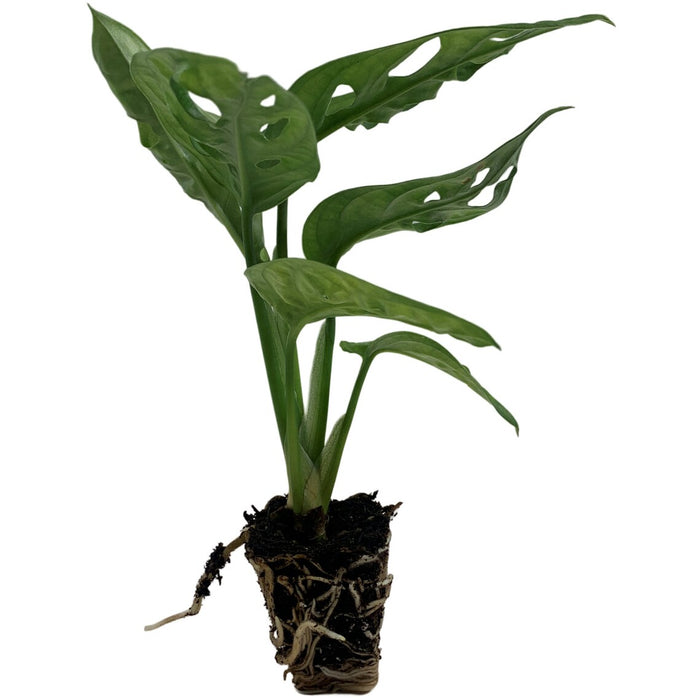 Monstera Adansonii "Swiss Cheese Plant"-Starter Plant/4" Grower Pot