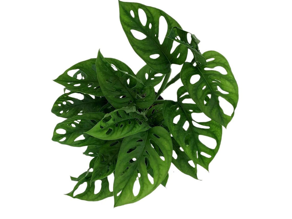 Monstera Adansonii "Swiss Cheese Plant"-Starter Plant/4" Grower Pot