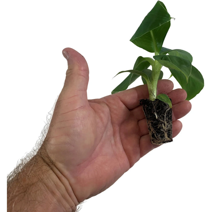 Musa Acuminata Super Dwarf Banana Starter Plant or 4" Grower Pot