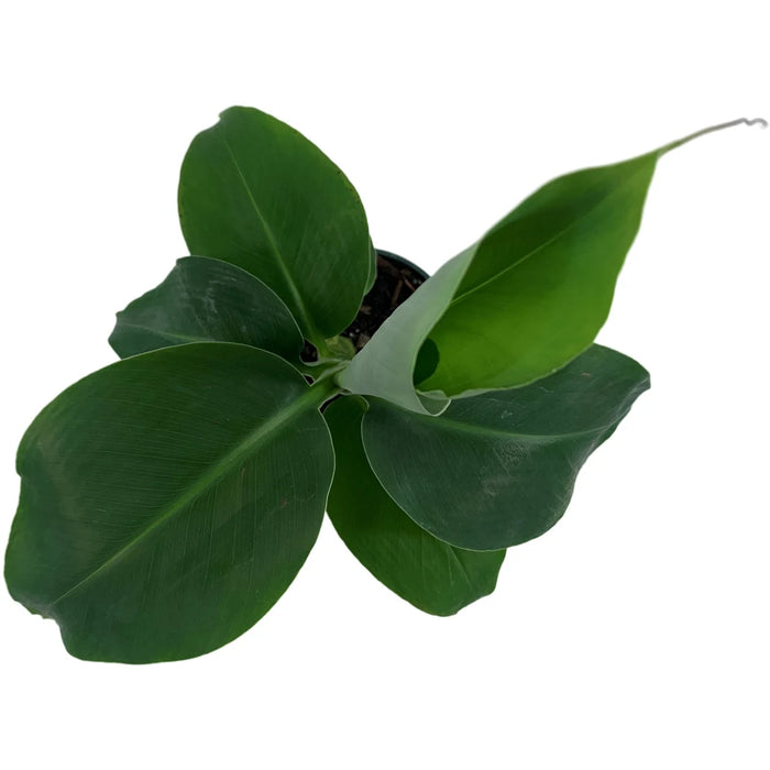 Musa Acuminata Super Dwarf Banana Starter Plant or 4" Grower Pot