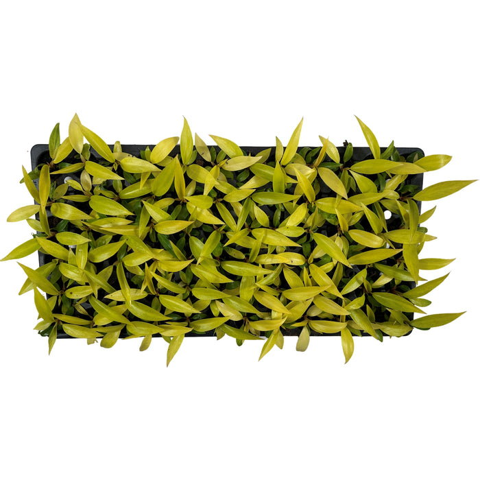 Philodendron Orange Marmelade-Starter Plant or 4" Grower Pot