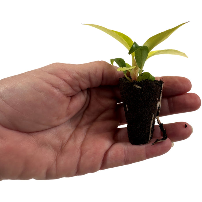 Philodendron Orange Marmelade-Starter Plant or 4" Grower Pot