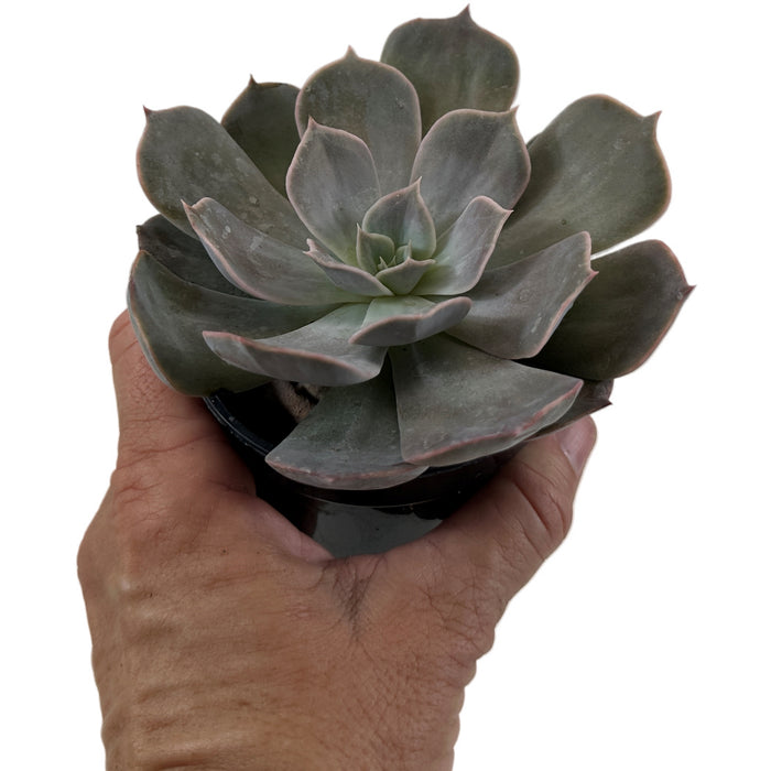 Echeveria Orion 4" Grower Pot