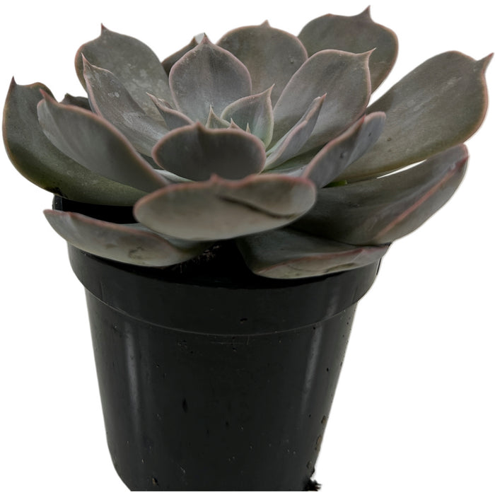 Echeveria Orion 4" Grower Pot