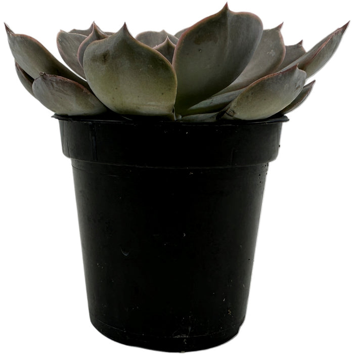Echeveria Orion 4" Grower Pot