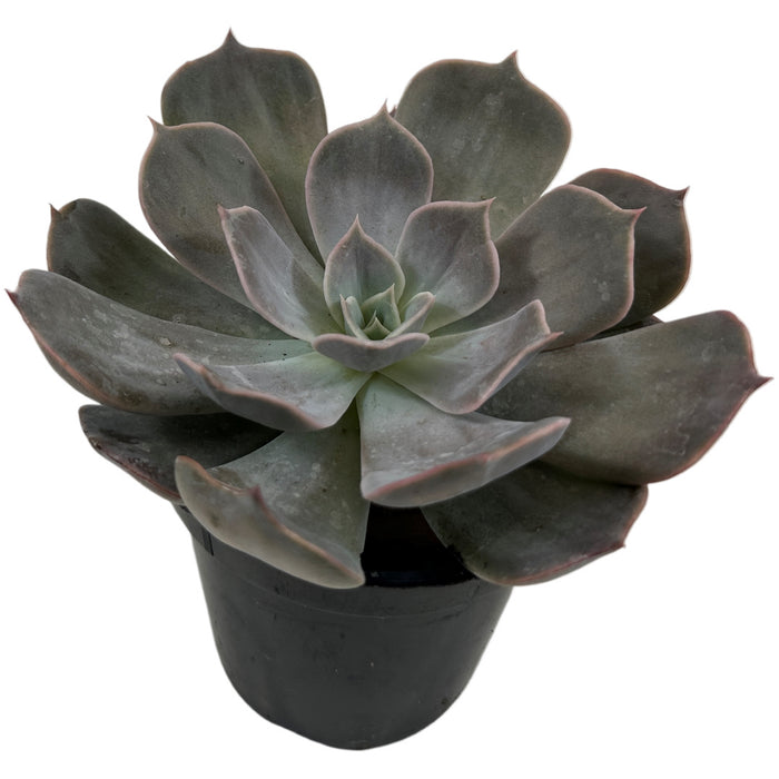 Echeveria Orion 4" Grower Pot