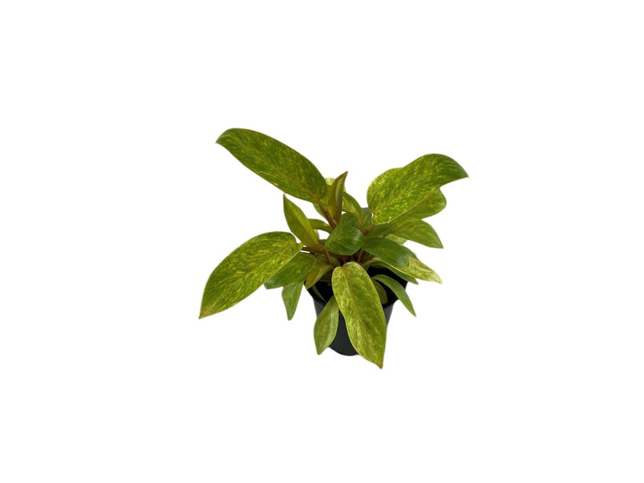 Philodendron Painted Lady-Starter Plant or 4" Grower Pot