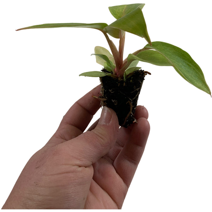 Philodendron Painted Lady-Starter Plant or 4" Grower Pot
