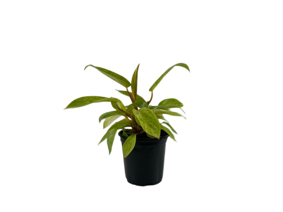 Philodendron Painted Lady-Starter Plant or 4" Grower Pot