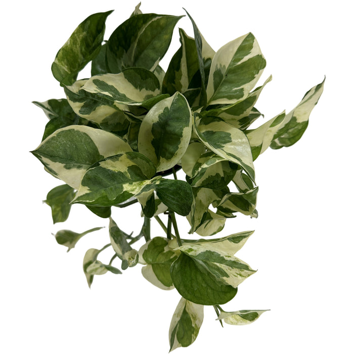 Pothos Pearls & Jade 4" Grower Pot