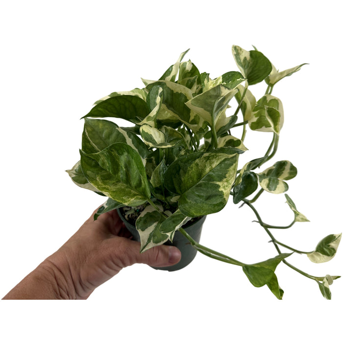 Pothos Pearls & Jade  4" Grower Pot