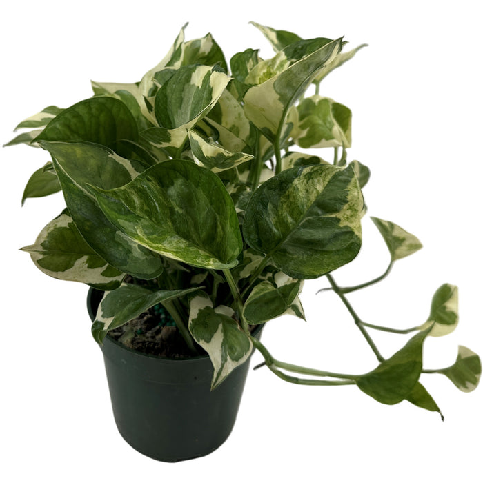 Pothos Pearls & Jade  4" Grower Pot