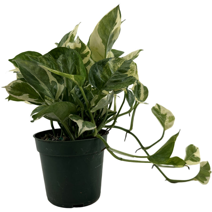 Pothos Pearls & Jade  4" Grower Pot