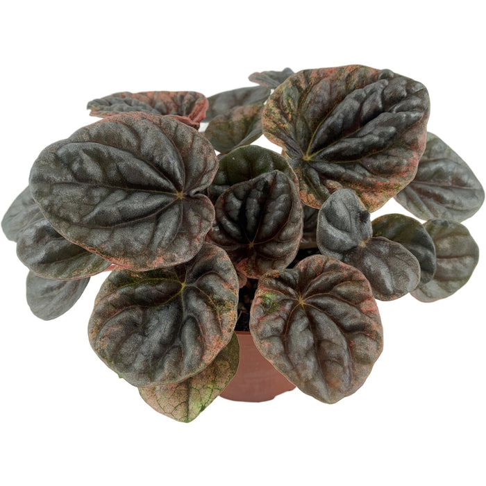 Peperomia Abricos 4" Grower Pot
