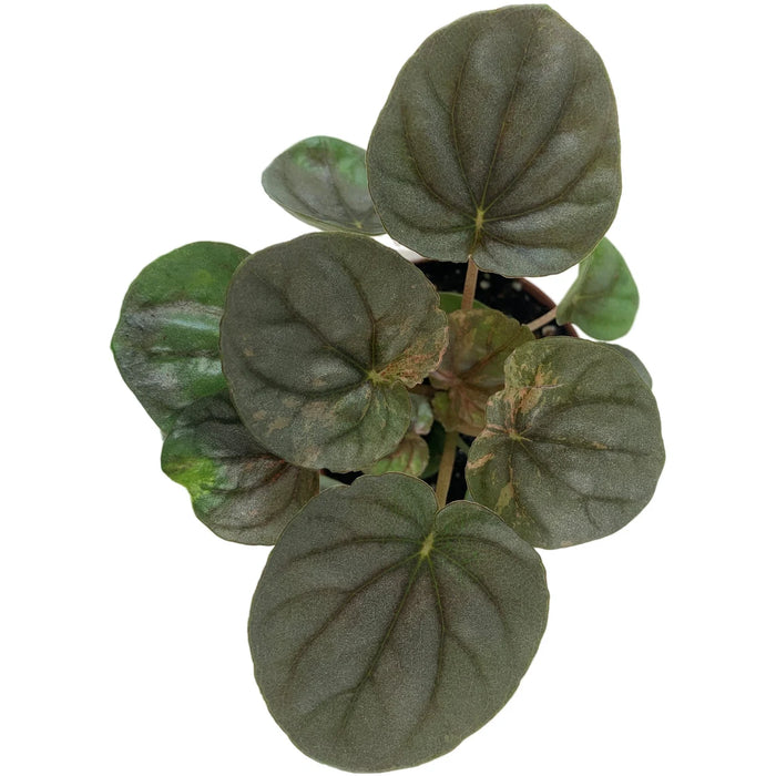 Peperomia Pink Lady 2" Grower Pot