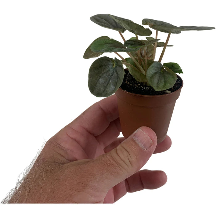 Peperomia Pink Lady 2" Grower Pot