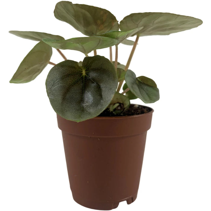 Peperomia Pink Lady 2" Grower Pot