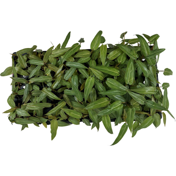 Philodendron Maximum-Starter Plant/4" Grower Pot