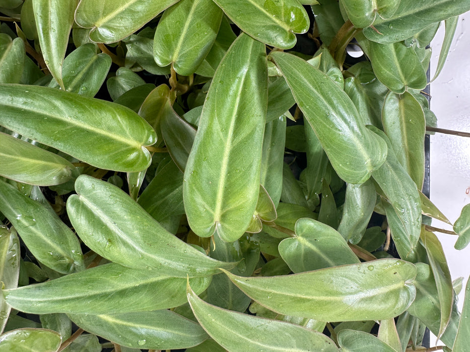 Philodendron Maximum-Starter Plant/4" Grower Pot