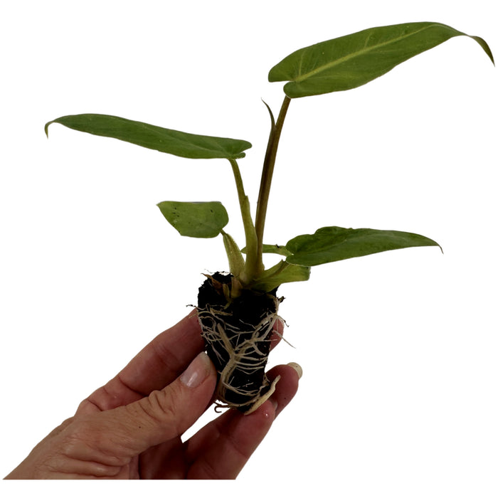 Philodendron Maximum-Starter Plant/4" Grower Pot