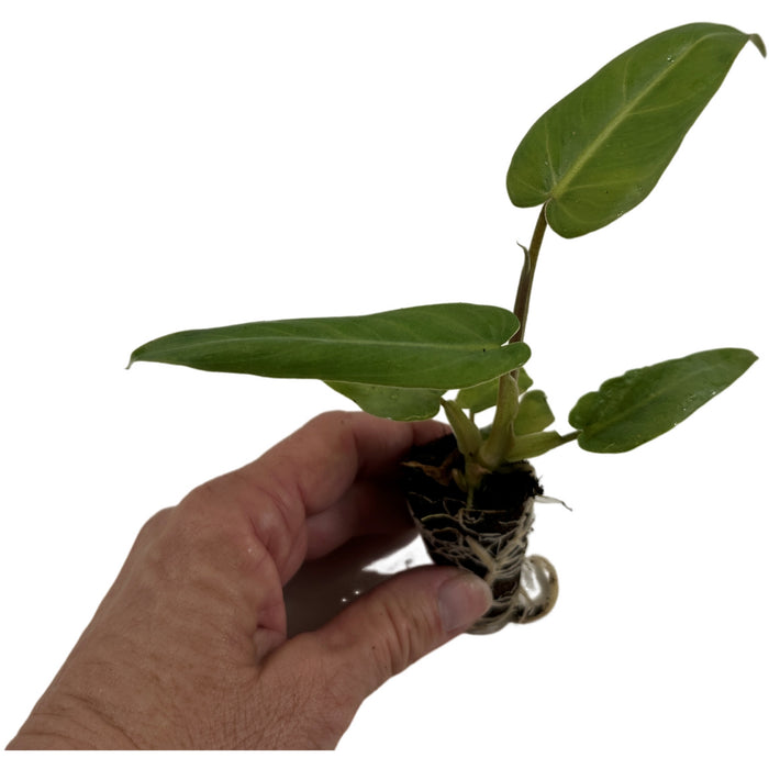 Philodendron Maximum-Starter Plant/4" Grower Pot