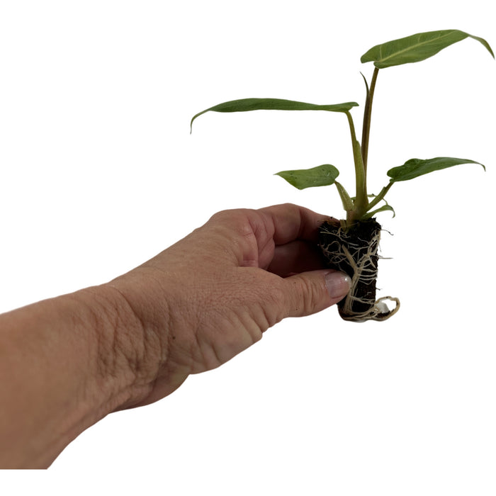 Philodendron Maximum-Starter Plant/4" Grower Pot