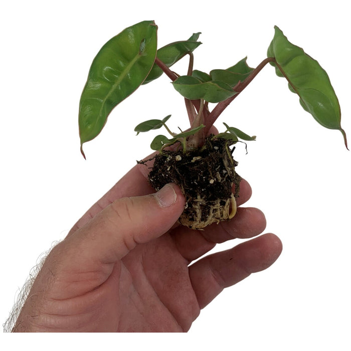 Philodendron Billietiae Starter Plant or 4" Grower Pot