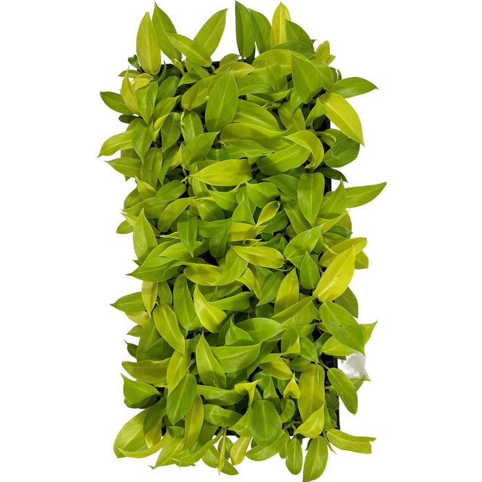 Philodendron Moonlight Starter Plant/4" Grower Pot