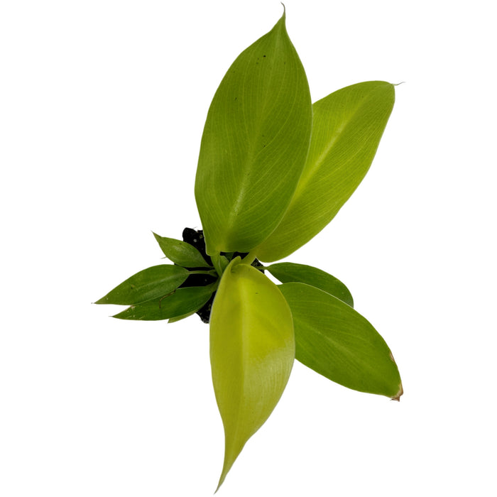 Philodendron Moonlight Starter Plant/4" Grower Pot